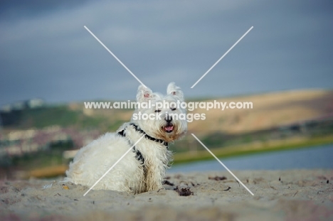 West Highland White Terrier