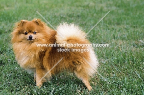 Pomeranian on grass