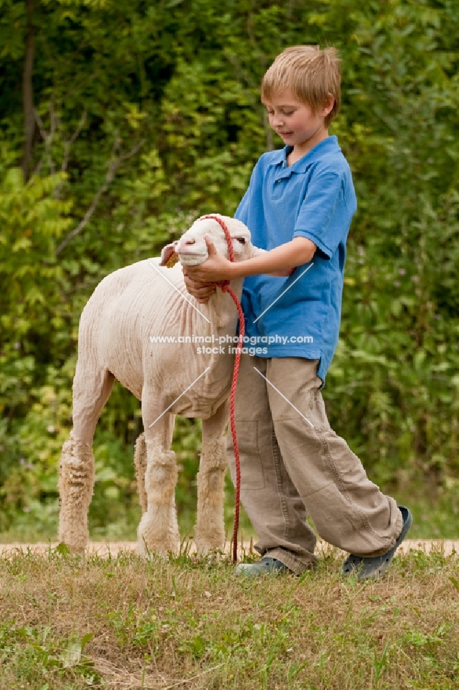 Young boy holding his show ready Columbia sheep.