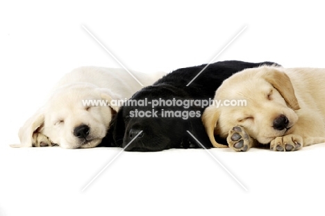 Golden and black Labrador Puppies lying asleep isolated on a white background