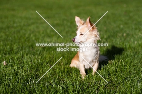 Longhair Chihuahua sitting on grass