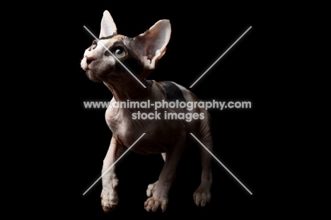young sphynx cat concentrating