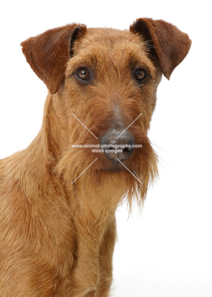 Irish Terrier on white background, shoulders up