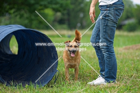 small mongrel dog at training