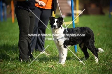 black and white border collie pup with trainer