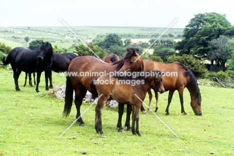 group of dartmoor mares and  foals