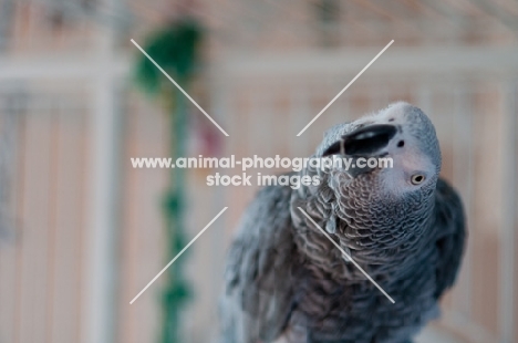 curious African Grey Parrot