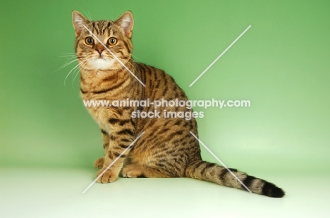 brown spotted tabby, british shorthair cat