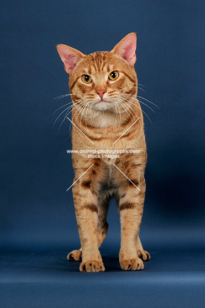 Ocicat front view, cinnamon spotted tabby colour