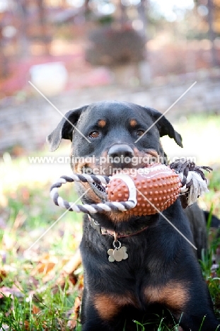 rottweiler holding toy football in mouth