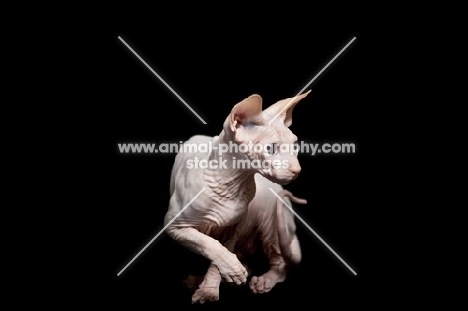 sphynx cat looking aside