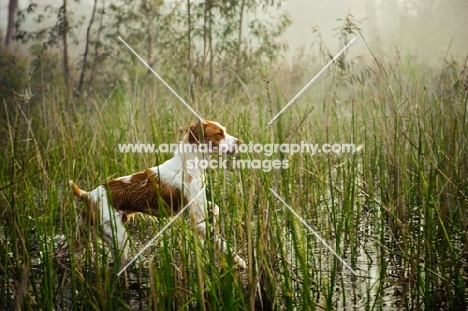 Brittany running in marshland