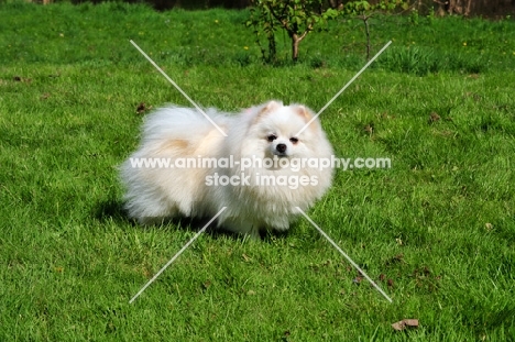 miniature German Spitz on grass