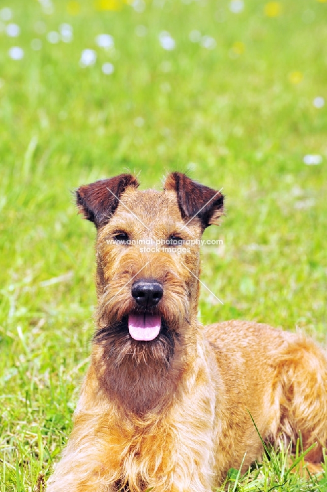 Irish Terrier lying on grass