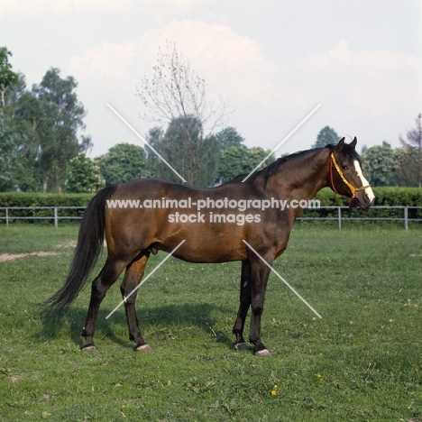 Polish Arab stallion full body