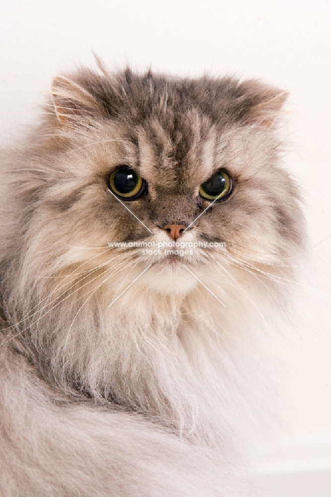 fluffy persian cat portrait