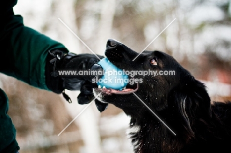 Border Collie cross giving ball