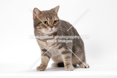 Blue Classic Tabby American Shorthair cat on plain background