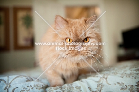 Persian cat on bed