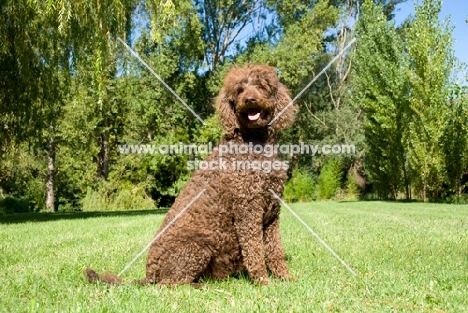 undocked poodle sitting in grass