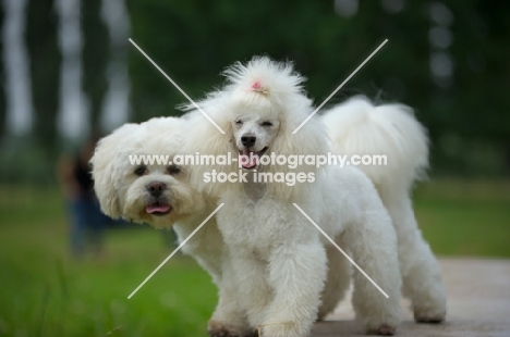 white miniature poodle and white lhasa apso together