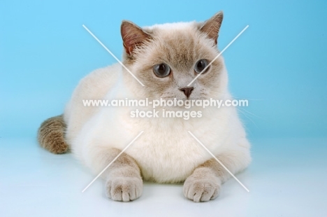 british shorthair cat lying down, lilac colour point