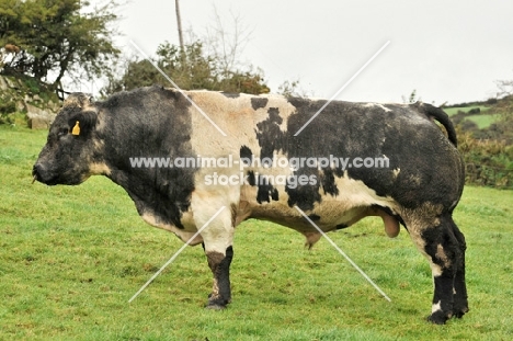Belgian Blue bull, side view