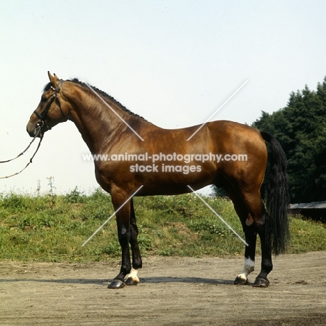 Capriccio side view of Holstein stallion at Elmshorn