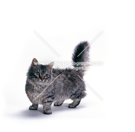 Skookum standing on white background