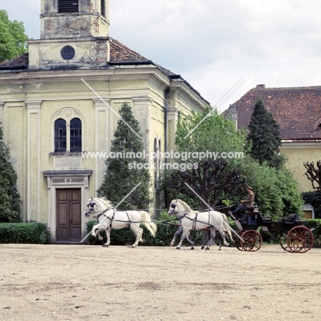 four kladruber horses driven past old kladruby buildings