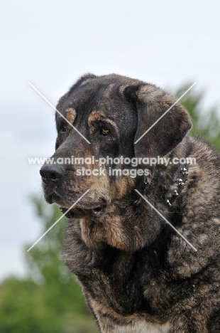 Spanish Mastiff (Mastin Espanol) head study