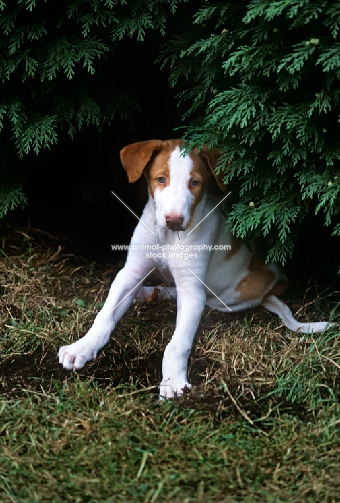 ibizan hound puppy sitting up