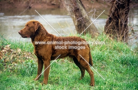 champion rockruns goosebuster chesapeake bay retriever in usa, side view