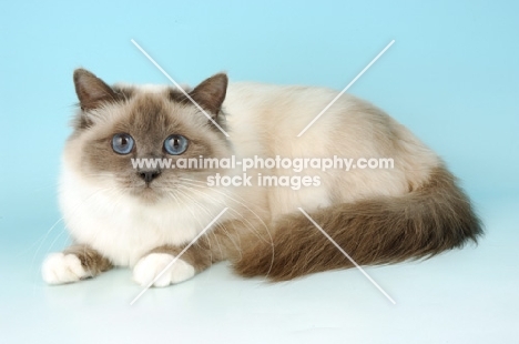 blue point Birman cat looking at camera