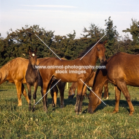 group of Danish Warmbloods in evening light