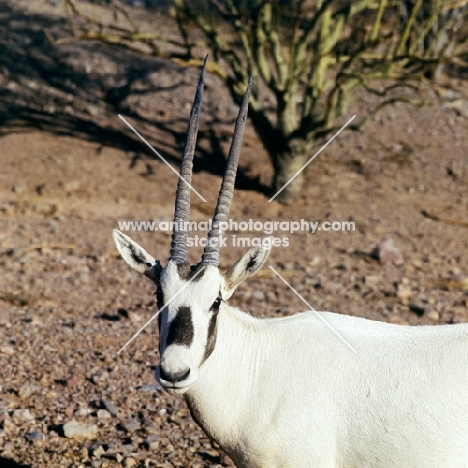 arabian oryx in phoenix zoo looking at camera
