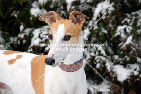 white and fawn greyhound, all photographer's profit from this image go to greyhound charities and rescue organisations