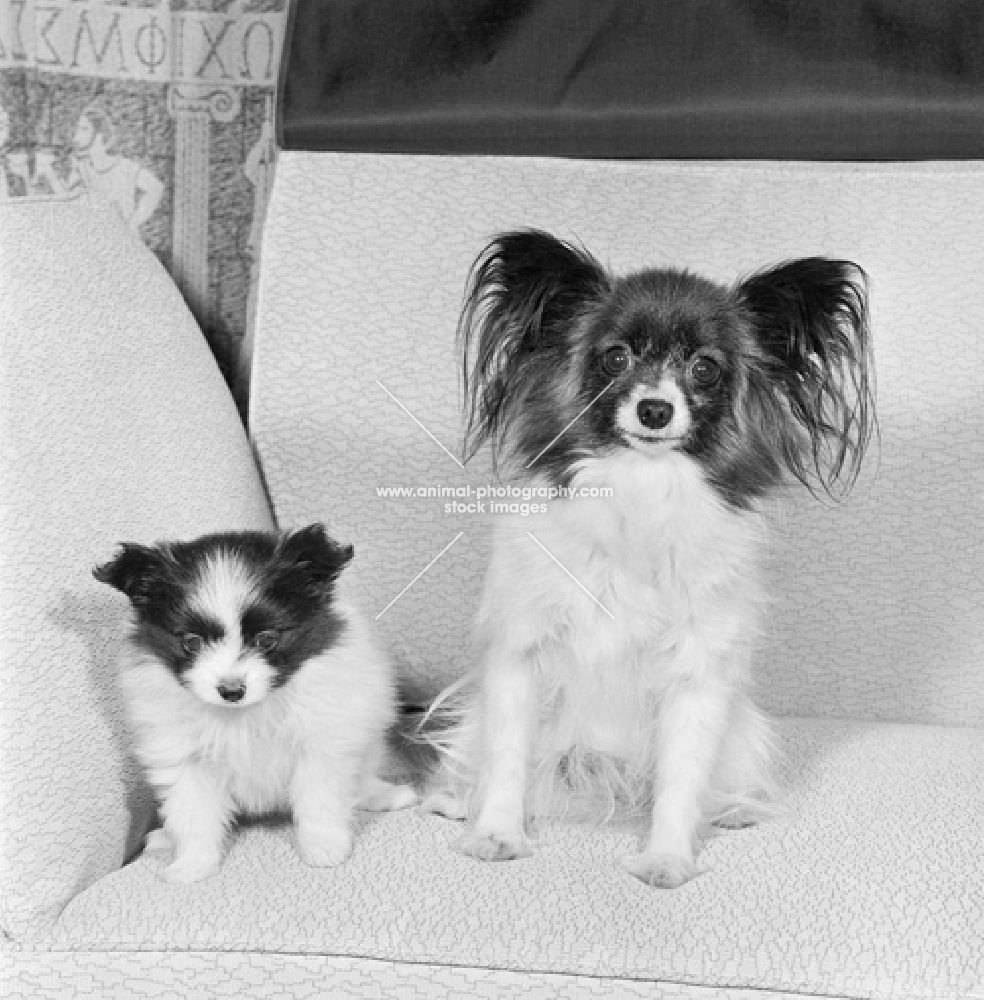 papillon bitch and puppy