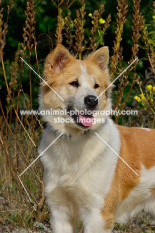 rare Thai Bangkaew dog