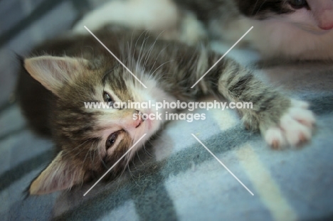 norwegian forest kitten resting on a blanket