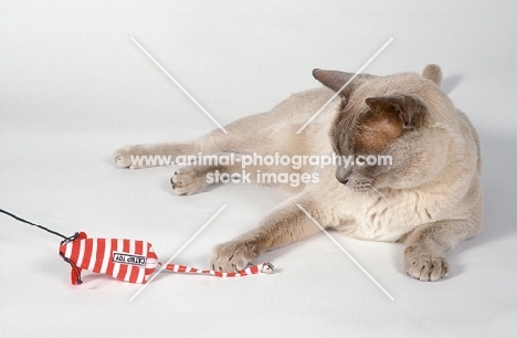 lilac Burmese cat playing