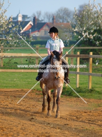 Appaloosa ridden by girl