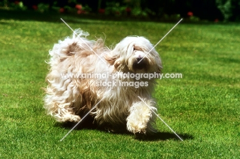 tibetan terrier from antartica kennels bounding towards camera