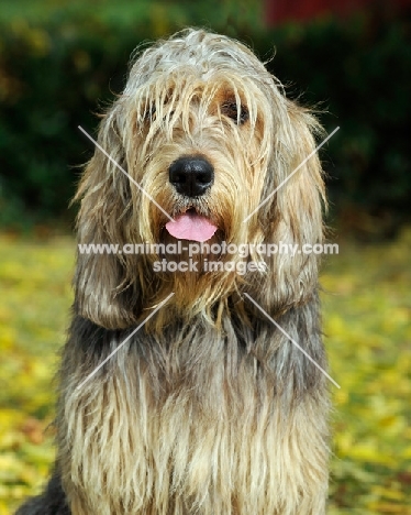 Otterhound front view