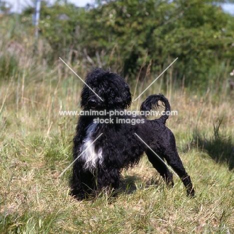 marujo d'albergaria, portuguese water dog in show trim