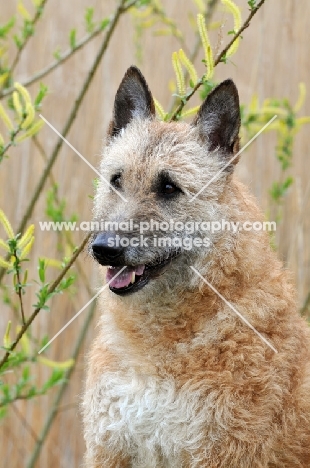 Lakenois (Belgian Shepherd) portrait