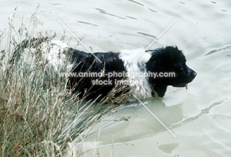 newfoundland, landseer, in water  