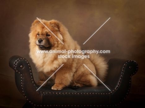 Chow sitting on chair in studio