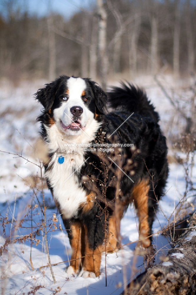 Bernese Mountain Dog standing proudly in snowy field