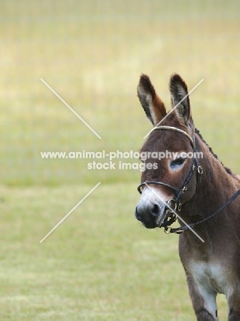 bridled Donkey